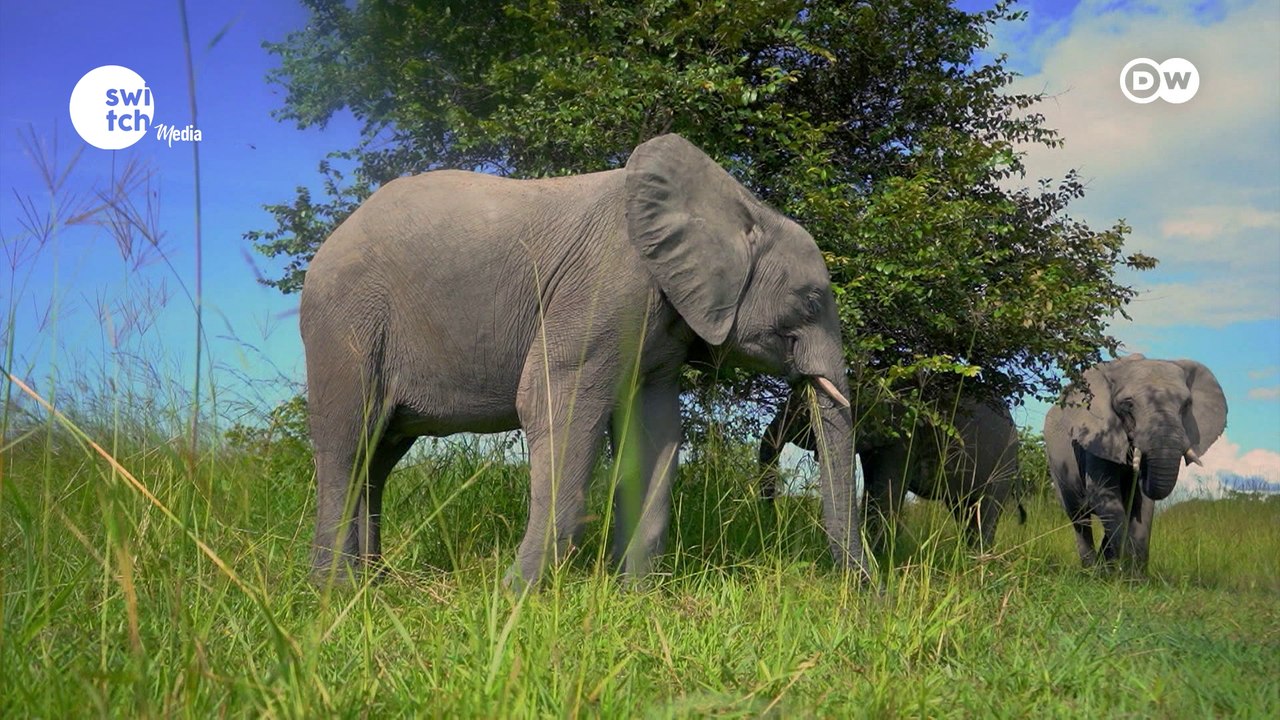 What Our Heritage Teaches Us - DW's Afrimaxx