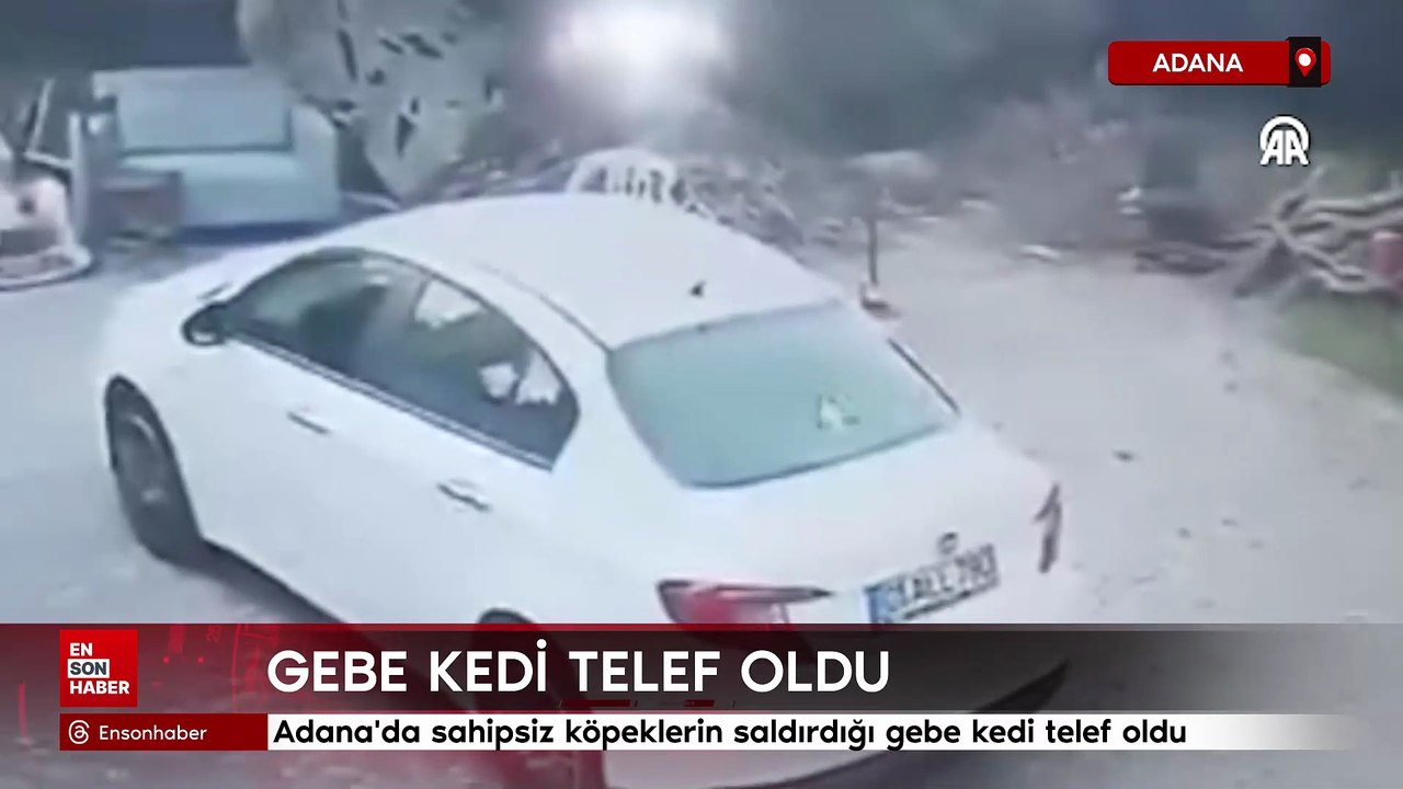 Adana'da sahipsiz köpeklerin saldırdığı gebe kedi telef oldu