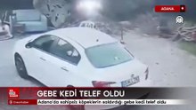 Adana'da sahipsiz köpeklerin saldırdığı gebe kedi telef oldu