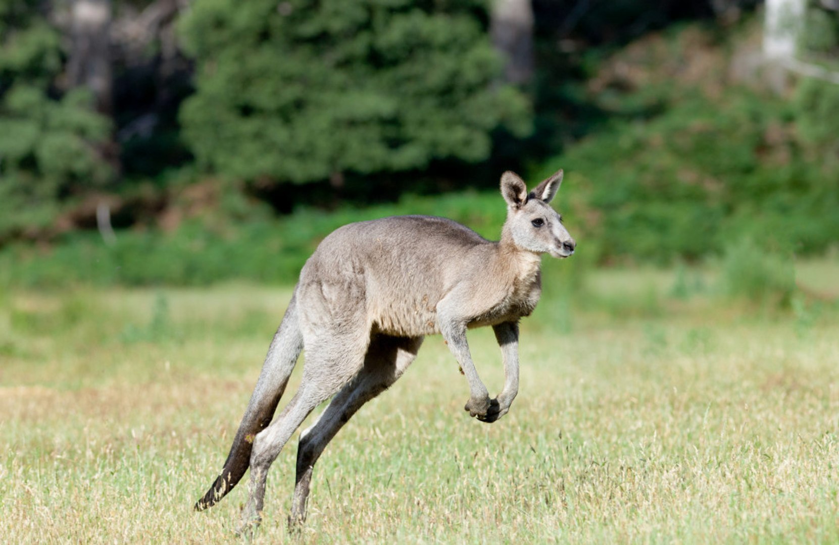 ⁣Escaped kangaroo found