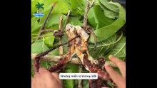 P6 -Thử Thách 30 Ngày Sinh Tồn Trên Đảo Cá Sấu- Bắt Cua Khổng Lồ Và Lợn Rừng - YouTube
