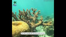 P9 -Thử Thách Sinh Tồn -30 Ngày Sống Sót Trên Đảo Hoang Bắt Cua Dừa Ăn Trừ Bữa - YouTube