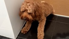 Dog Creates a Personal Doorway After Getting Locked in the Bathroom