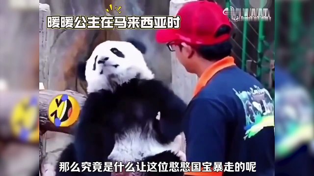 Los vídeos virales de osos panda esconden algo.