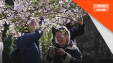 Magis sakura pukau pengunjung di Rome