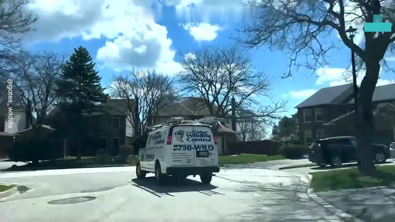 Baby Raccoons Rescued From Attic and Reunited With Mom
