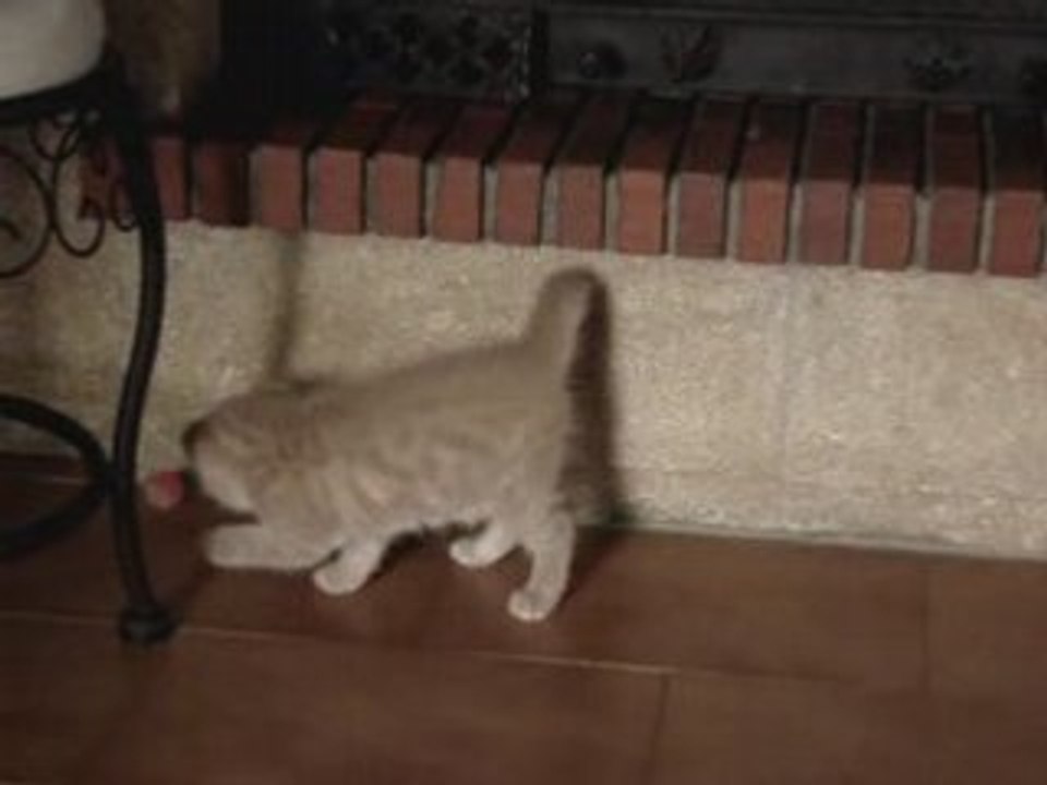 Les premiers pas d'un Mini Chat