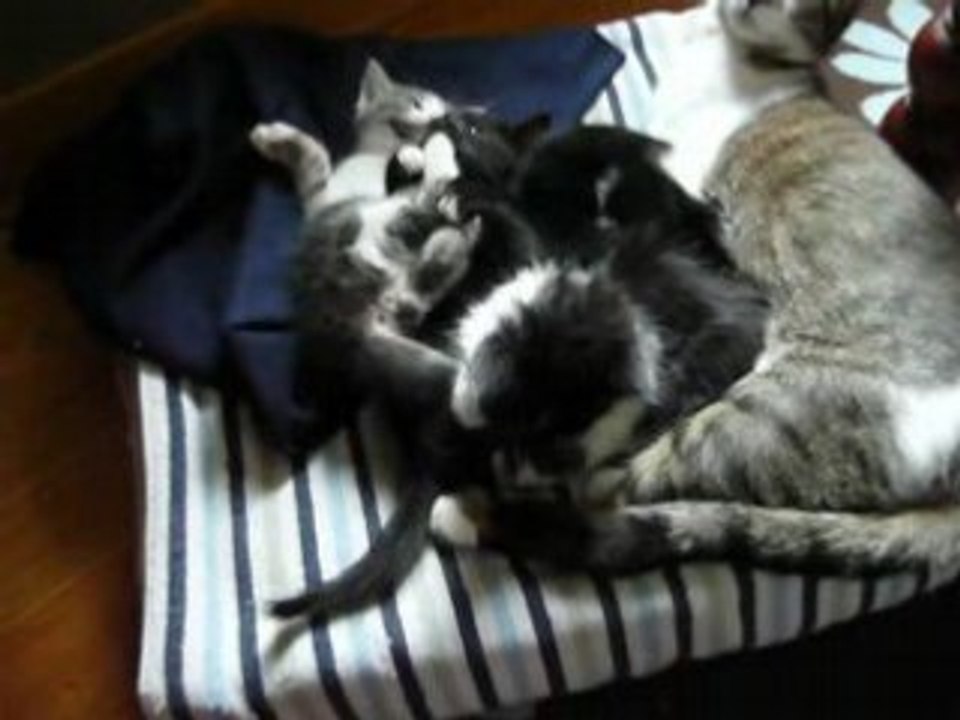 Chatons à 6 semaines
