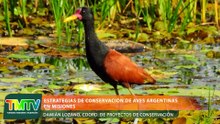 Estrategias de conservación de aves argentinas en Misiones