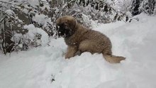 Puppy's First Snow — Carpathian Shepherd at 3 Months Old