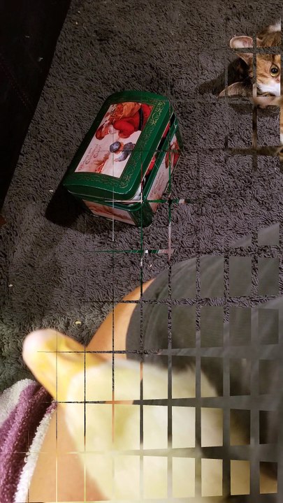 TFW it's too sunny to nap but you're too lazy to move. | #SparklegleamFarm #Elsie #homestead #LadyChunkerella #cats #catlife #cute