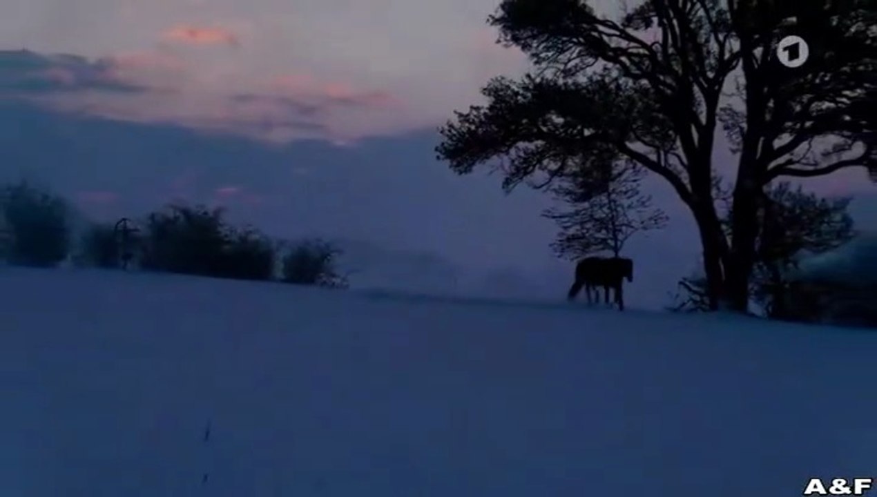 Gestüt Hochstetten -01- Das Testament