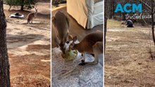 Escaped kangaroo found sleeping under pine tree