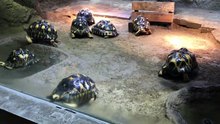 Radiated Tortoises