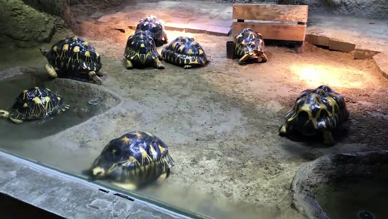 Radiated Tortoises
