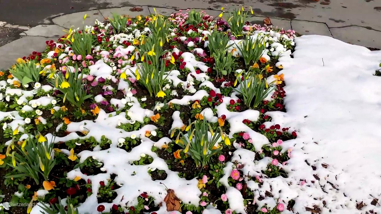 Rare Snowfall in Spring on Beautiful Swiss Village 🇨🇭 Weggis Switzerland