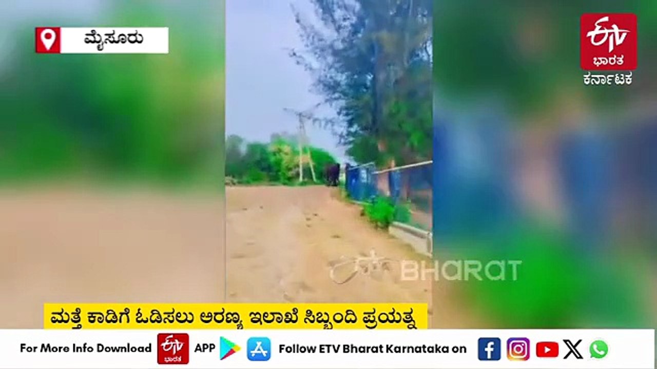 ಮೈಸೂರು: ಓಡಿಸಲು ಬಂದ ಅರಣ್ಯ ಇಲಾಖೆ ಜೀಪನ್ನೇ ಜಖಂಗೊಳಿಸಿದ ಕಾಡಾನೆ - ವಿಡಿಯೋ