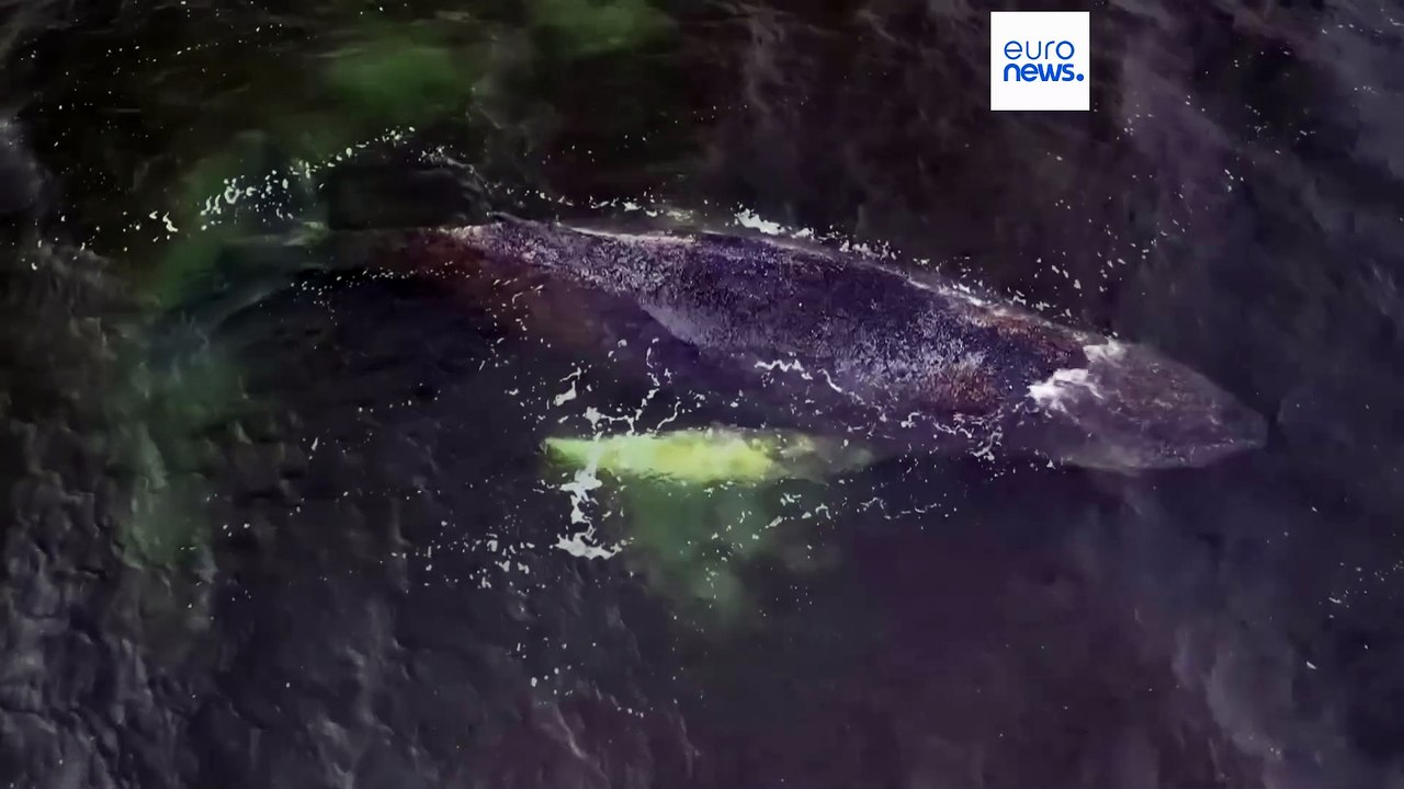 Ostsee: rätsel um gestrandeten wal - bewegungslos in zwei metern tiefe