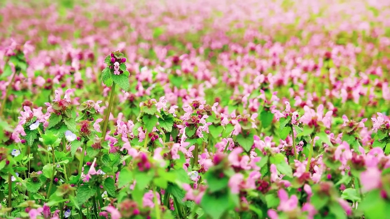 Morning Nature - Relaxation Film - Peaceful Relaxing Music  Video UltraHD_