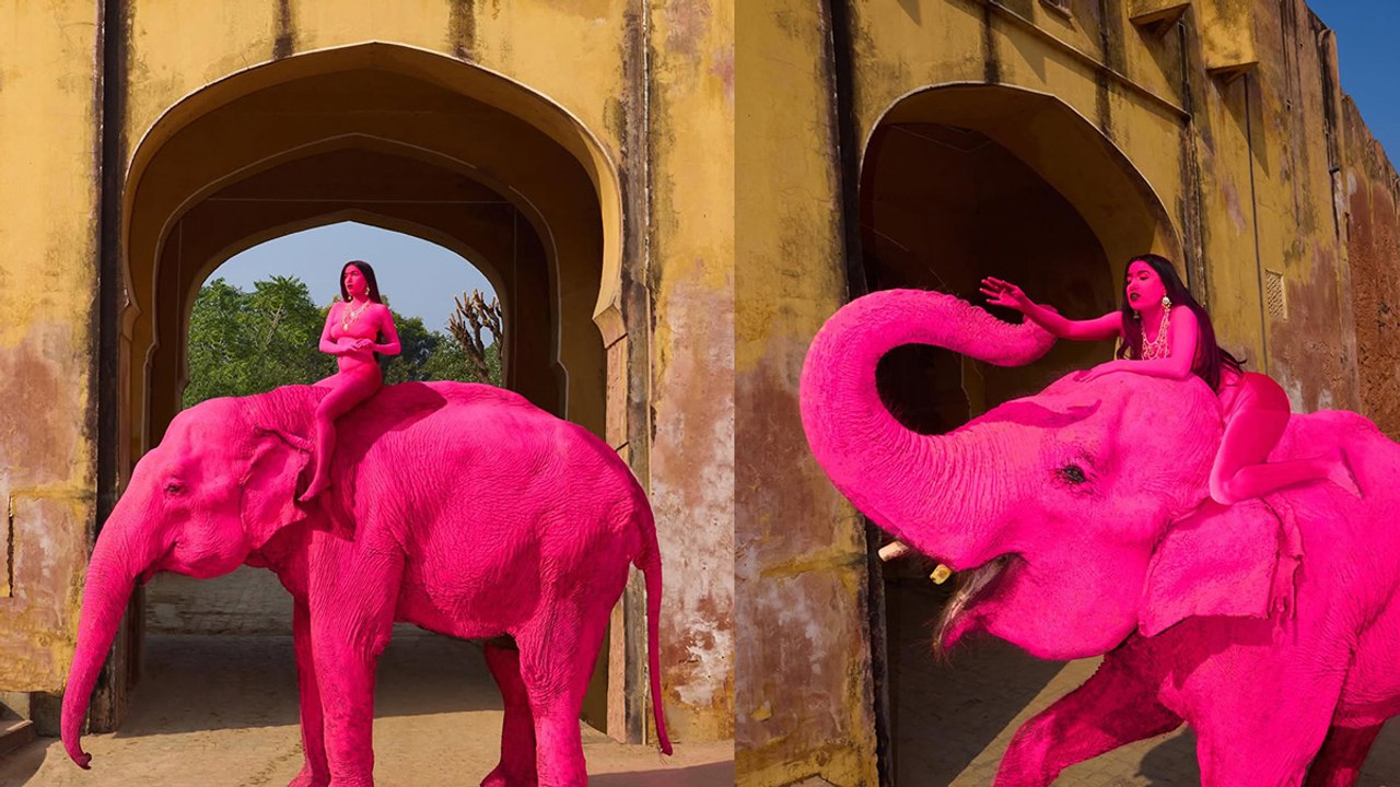 Pink Elephant Photoshoot in Jaipur Sparks Massive Backlash | Artist Julia Buruleva Faces Animal Cruelty Accusations