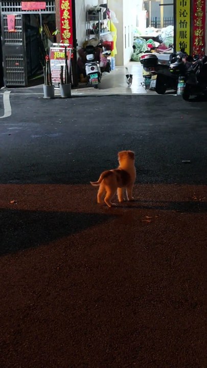 These Puppies Are in Love 🐶❤️