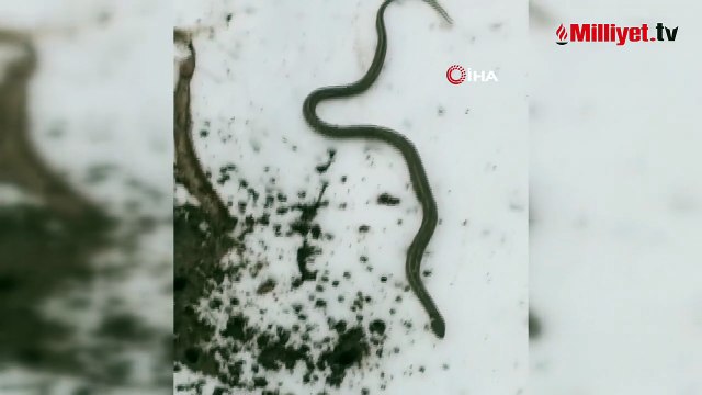 Köylüler neye uğradığını şaşırdı! Kepçe darbesiyle ortaya çıktı: Toprağın altında dev yılan