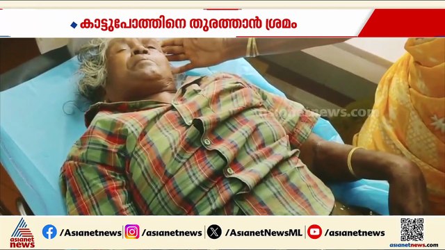 ഇടുക്കിയിൽ ജനവാസ മേഖലയിൽ ഇറങ്ങിയ കാട്ടുപോത്തിന്റെ ആക്രമണം; രണ്ടുപേർക്ക് പരിക്ക്