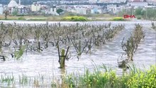 İkinci kez sular altında kalan Gediz Ovası'ndaki bağlarda kök çürümesi tehlikesi