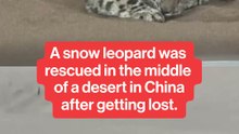 A snow leopard got lost in the desert in China.