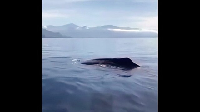 Un esemplare di balena è stato avvistato al largo di Maratea, lungo la costa tirrenica lucana.