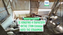 Ελλάδα: Η παραγωγή φέτας απειλείται σοβαρά από την ευλογιά των προβάτων - Η Θεσσαλία σε απόγνωση