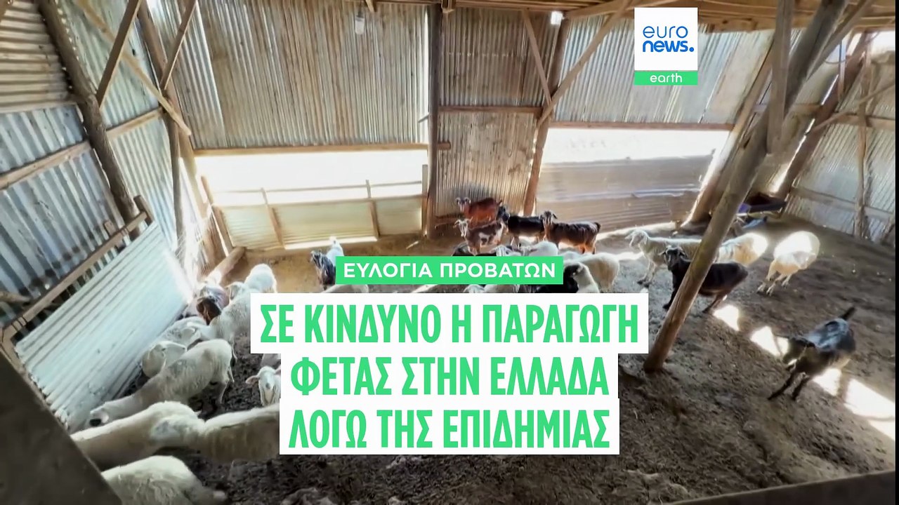Ελλάδα: Η παραγωγή φέτας απειλείται σοβαρά από την ευλογιά των προβάτων - Η Θεσσαλία σε απόγνωση
