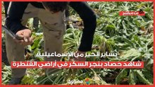 بشاير الخير من الإسماعيلية.. شاهد حصاد بنجر السكر في أراضي القنطرة