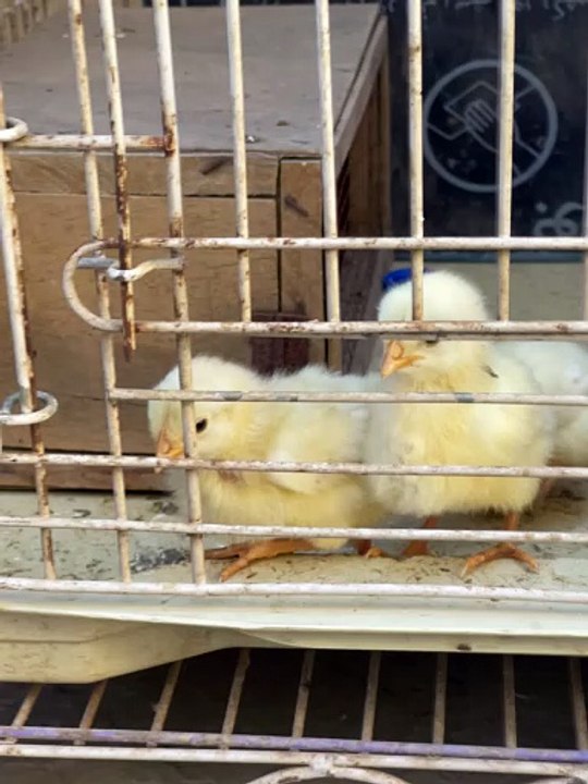 Pets Life #petslife #Viral #Funny #beauty