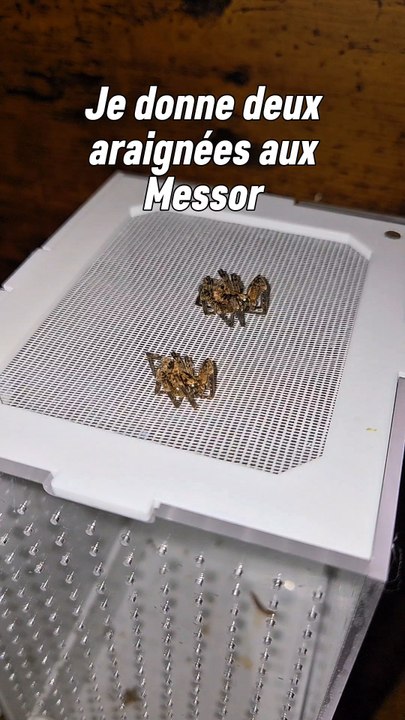 Mes deux zoropsis spinimana ont rendu leur dernier souffle après l'hiver. Derrière elles, elles laissent des bébés araignées qui sont déjà partie à l'aventure.leur corps reviens à ma colonie pour pouvoir nourrir la prochaine génération d'ouvrières.