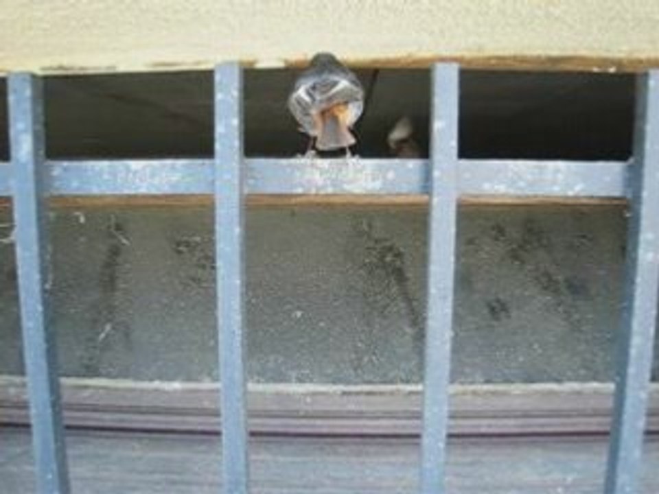 Oiseaux  fenêtre 1
