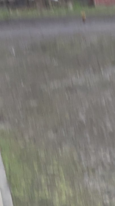 Little bird
