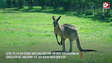 Ausgebüxtes Känguru wiedergefunden
