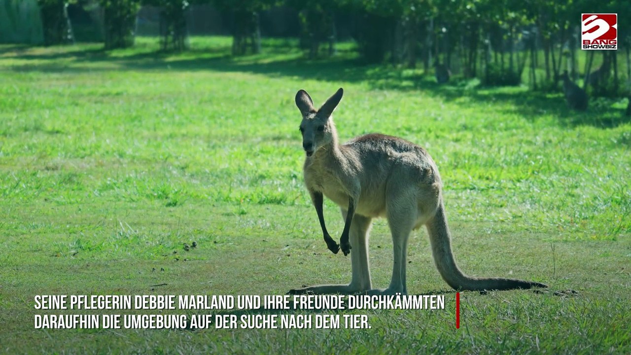 Ausgebüxtes Känguru wiedergefunden