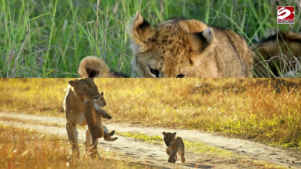 Junger Löwe nach illegalem Verkauf wieder mit Eltern vereint