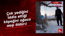Kayseri'de çok yediğini iddia ettiği köpeğini ağaca asıp öldürdü