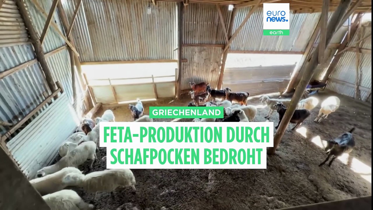 600.000 Schafe getötet: Griechenlands Feta-Produktion durch Schafpocken ernsthaft bedroht