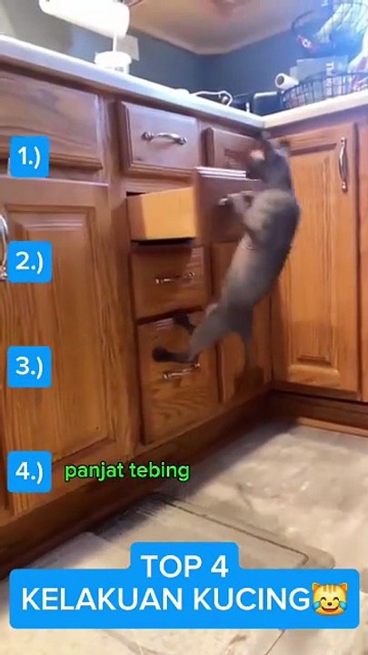 Best Funny Cat