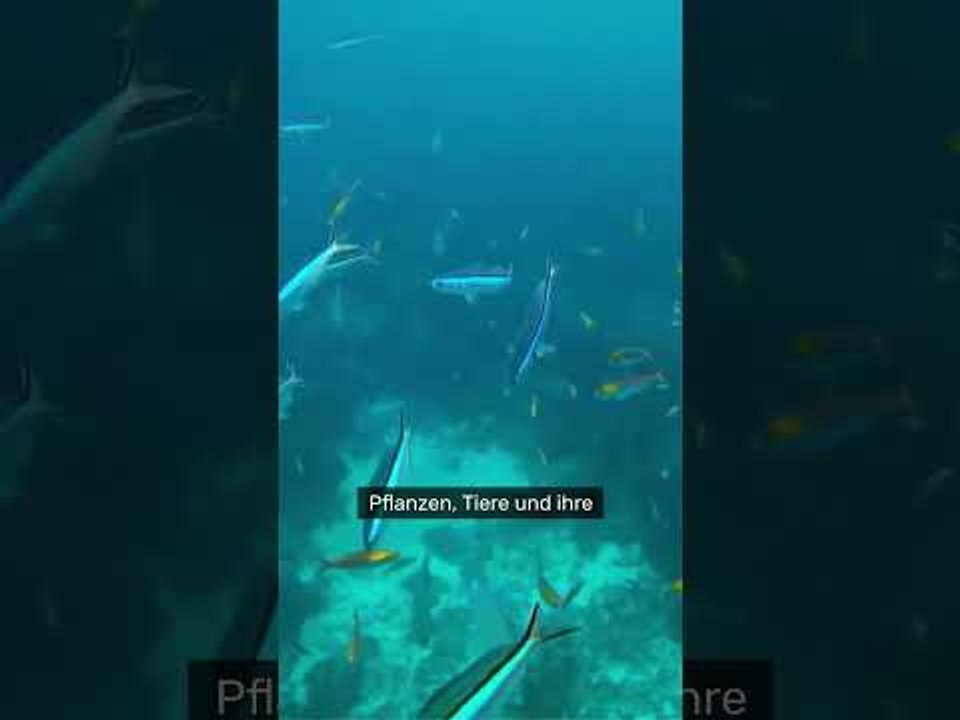 Meeresschutzgebiete: Das müssen Urlauber zu den neuen Ostsee-Verboten wissen