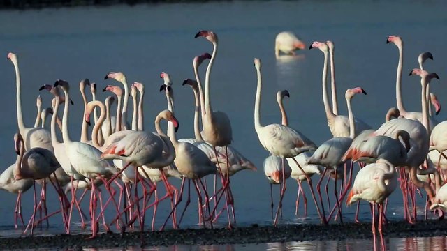 Parco di Molentargius, la magica danza dei fenicotteri rosa: al via la nidificazione - VIDEO