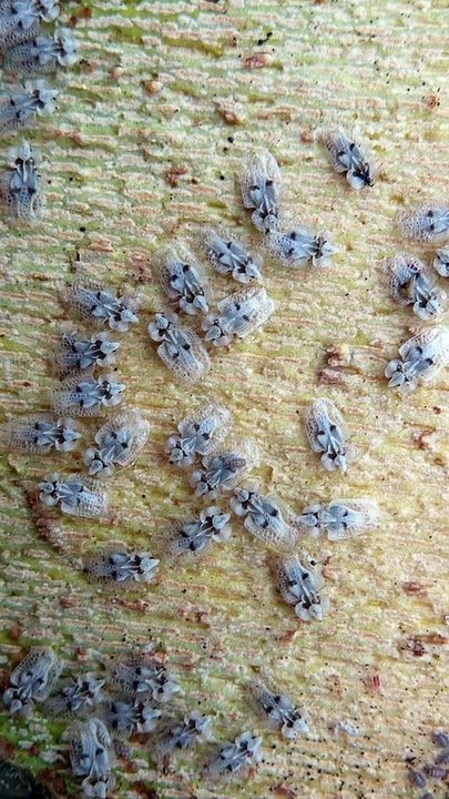 Après les punaises de lit, un nouvel insecte nous envahit : le tigre du platane, vous en avez déjà vu ?