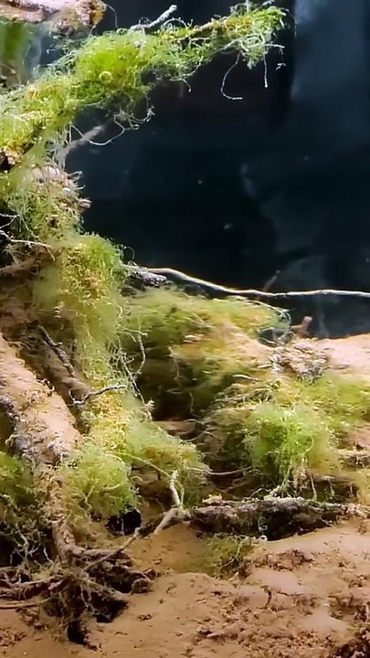 Je laisse ce bocal fermé pendant plusieurs mois, à votre avis, que va-t-il se passer ?