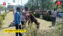 पार्क की घास चट कर रहा था घोड़ा, नगर पालिका ने पकड़ा चच्चा का घोड़ा