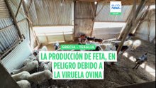 La viruela ovina amenaza seriamente la producción de feta en Grecia