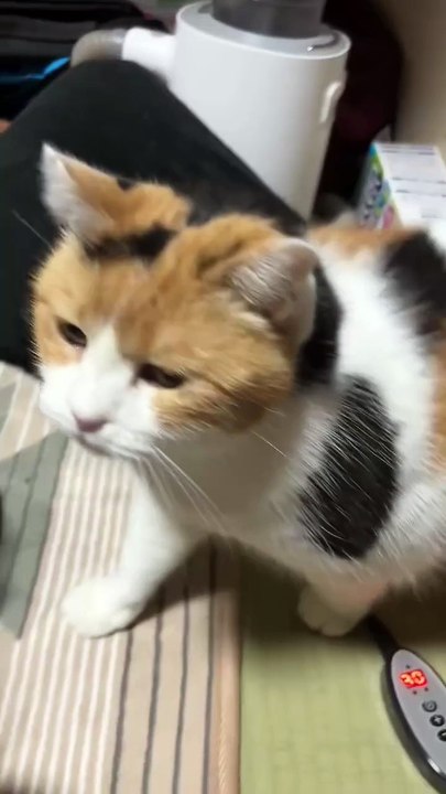A Cute Cat Came and Sat Beside Me.” 🐾😺